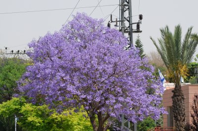  Jacaranda tree  ( Jacaranda mimosifolia )