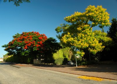 Flamboyant tree or Royal Poinciana  and Peltophorum tree