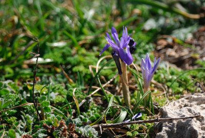 Iris   (Iris sisyrinchium)
