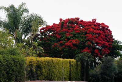 Flamboyant tree or Royal Poinciana  