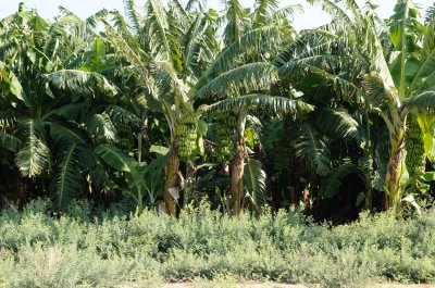 Banana trees