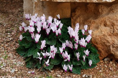 Cyclamen