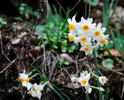 Narcissus  (Narcissus tazetta)