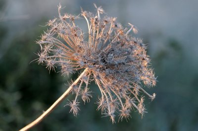 Cow parsnip   (  Ainsworthia trachycarpa )