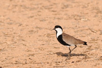 Spur-winged Lapwing  ( Hoplopterus spinosus )