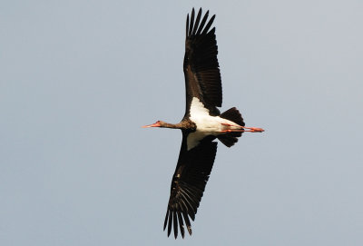 Black stork  ( Ciconia nigra )