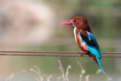 White-breasted or Smyrna Kingfisher  ( Halcyon smyrnensis)