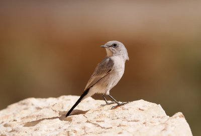 Blackstart  ( Cercomela melanura )