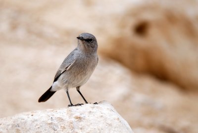 Blackstart  ( Cercomela melanura )