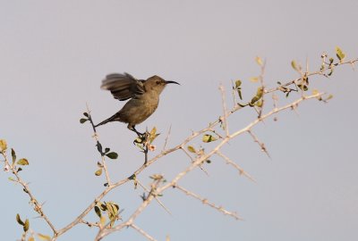 Palestine Sunbird  ( Nectarina osea )