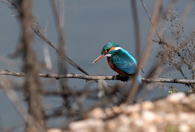 Common Kingfisher  ( Alcedo atthis )