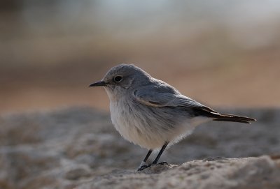 Blackstart  ( Cercomela melanura )