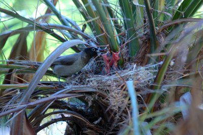 White-spectacled Bulbul ( Pycnonotus xanthopygos )