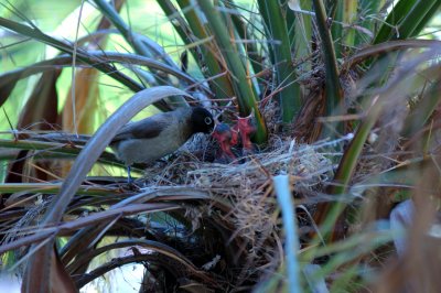 White-spectacled Bulbul ( Pycnonotus xanthopygos )