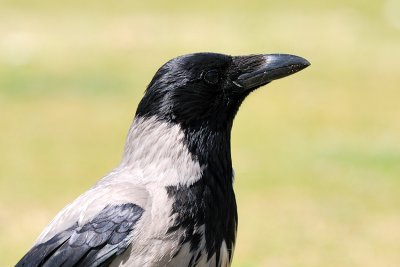 Hooded Crow  (Corvus corone cornix ) 