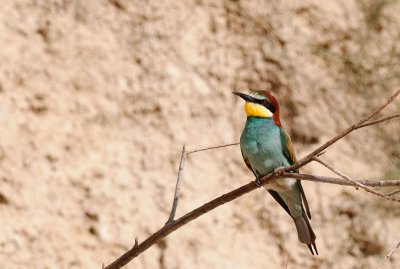 European Bee-Eater  ( Merops Apiaster )