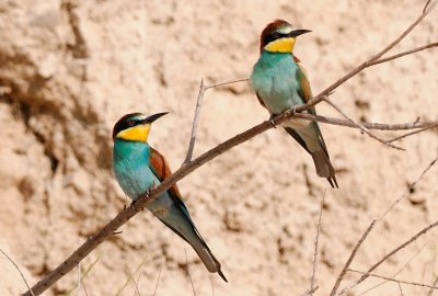 European Bee-Eater  ( Merops Apiaster )