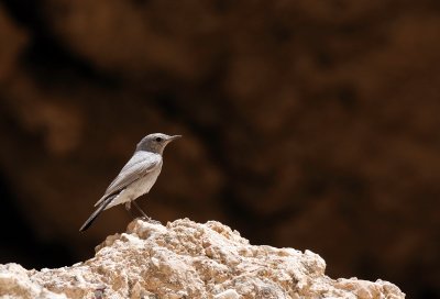 Blackstart  ( Cercomela melanura )