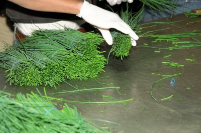 Preparing chives for export