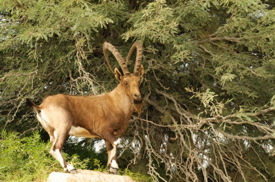 Ibex ( Capra ibex nubiana )