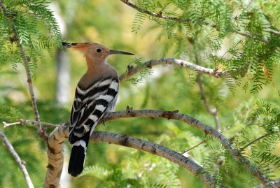 Hoopoe ( Upupa epops )