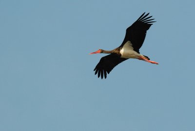 Black stork  ( Ciconia nigra )