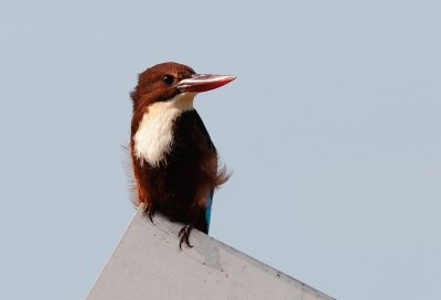 White-breasted or Smyrna Kingfisher ( Halcyon smyrnensis )