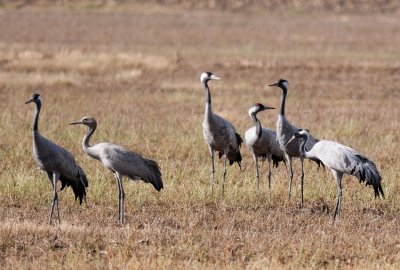 Common Crane ( Grus grus )