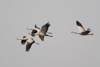 Common Crane ( Grus grus )
