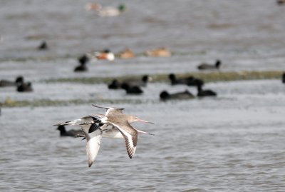 Black-tailed Godwit ( Limosa limosa )