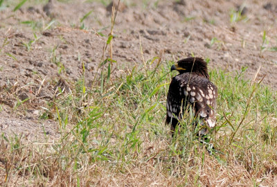 Spotted Eagle ( Aquila clanga )