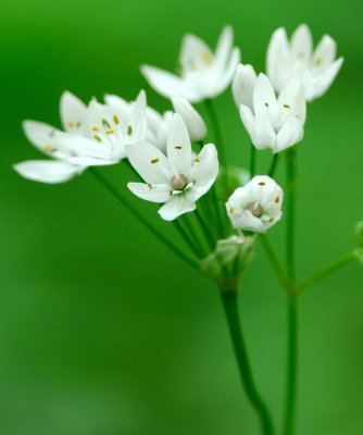  Garlic  ( Alium trifoliatum )