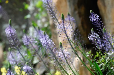 Scilla hyacinthoides