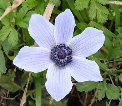 Crown Anemone  (Anemone coronaria)