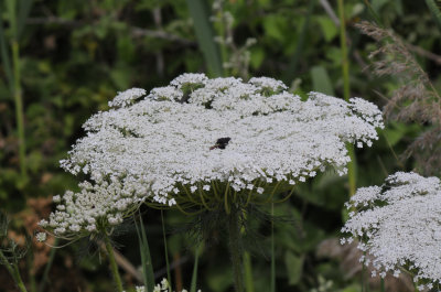 Cow parsnip   (  Ainsworthia trachycarpa )