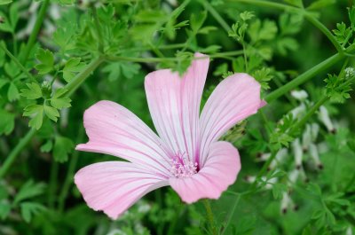 Annual Mallow, Rose Mallow  ( Lavatera trimestris )