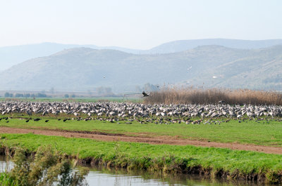 Common Crane ( Grus grus )