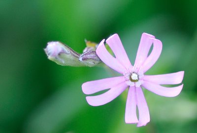 Silene colorata