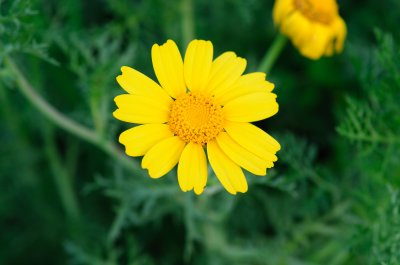  Corn Marigold Yellow cornflower  ( Chrysanthemum segetum )