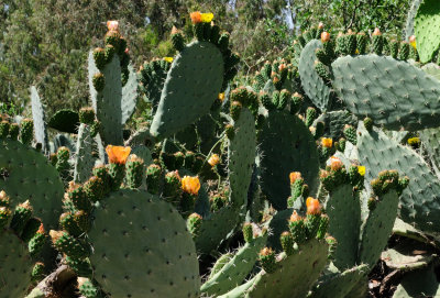 Prickly Pear ( Opuntia ficus-indica)