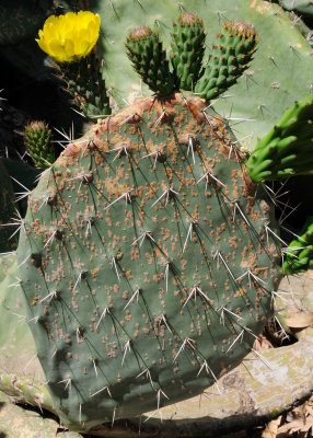 Prickly Pear ( Opuntia ficus-indica)