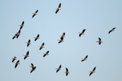 Migrating pelicans