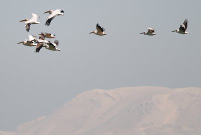 Migrating pelicans with snow covered Mt Hermon in the distance