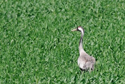 Common Crane ( Grus grus )