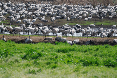 Common Crane ( Grus grus )