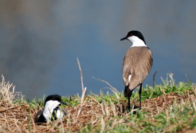 Spur-winged Lapwing  ( Hoplopterus spinosus )