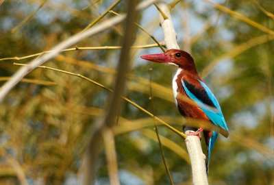 Smyrna Kingfisher ( Halcyon smyrnensis )