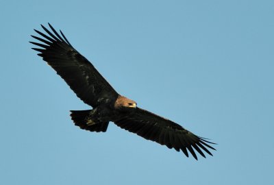 Spotted Eagle ( Aquila clanga )