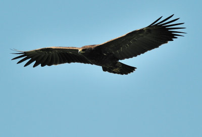 Spotted Eagle ( Aquila clanga )