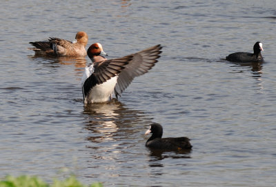 Eurasian Wigeon  ( Anas penelope )